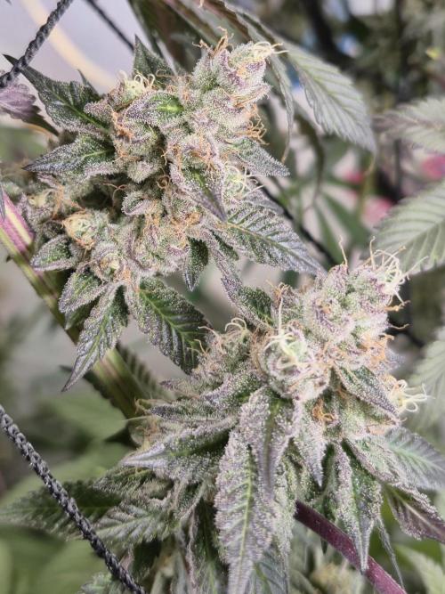 Wizard Trees and Barney's Farm. Week 14