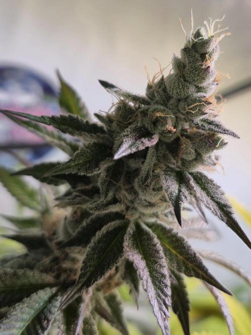Wizard Trees and Barney's Farm. Week 14
