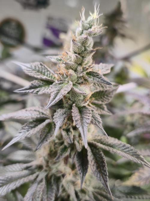 Wizard Trees and Barney's Farm. Week 14