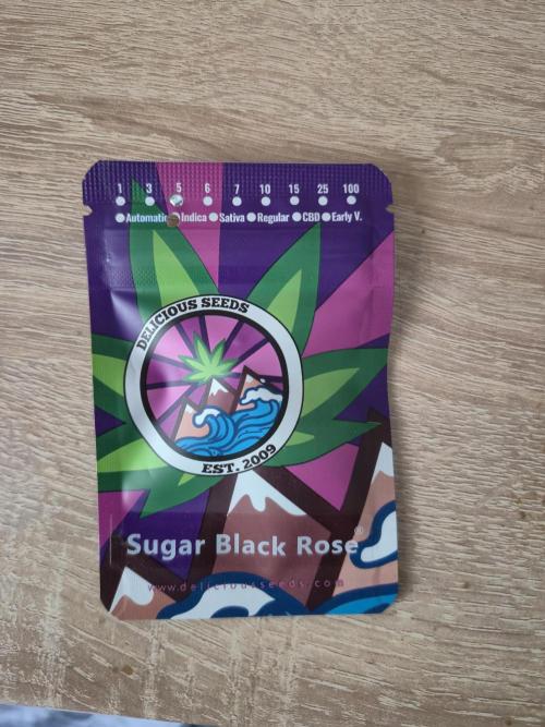 Sugar Black Rose. Week 0