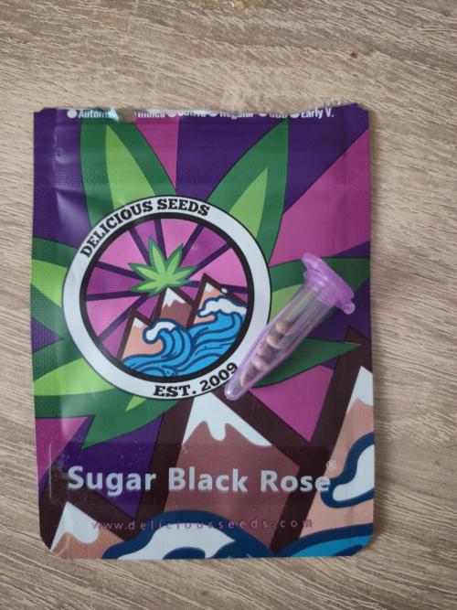 Sugar Black Rose. Week 0