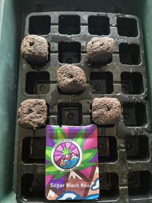 Sugar Black Rose. Week 0