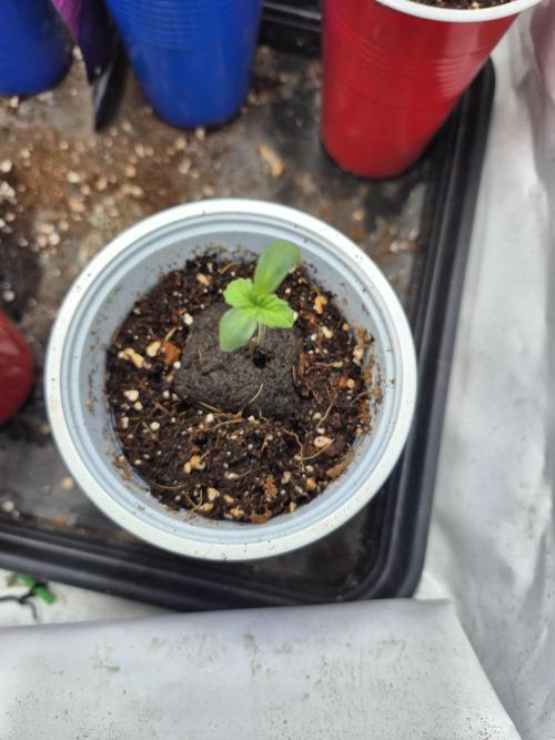 Cherry Poppers. Week 0