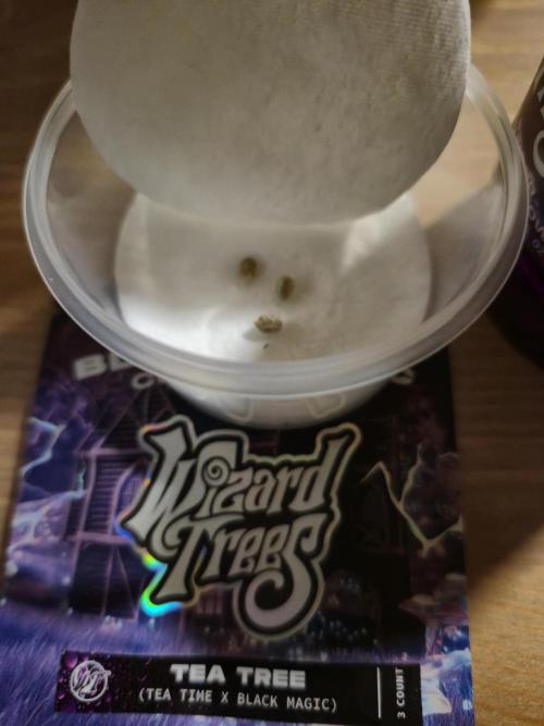Wizard Trees Cup. Week 0