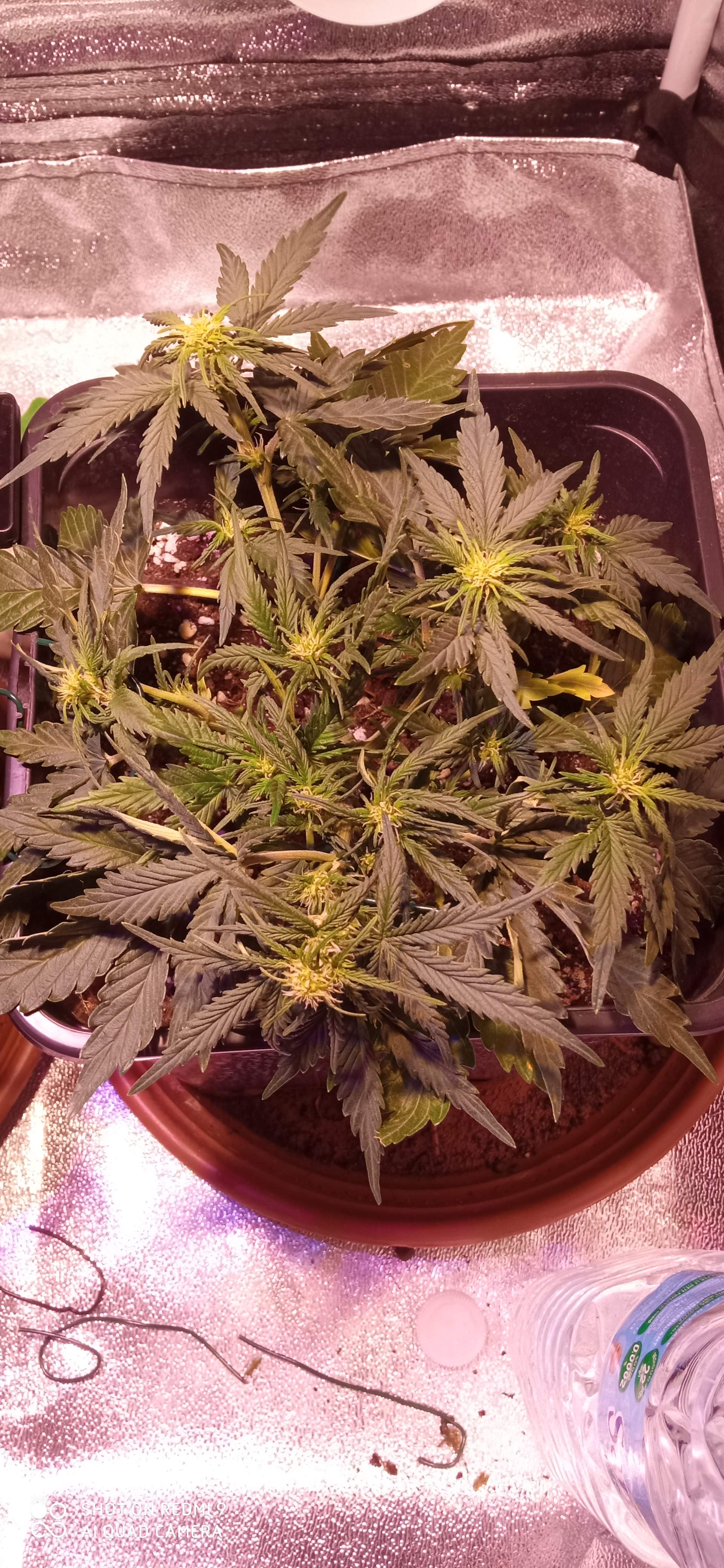Fast Buds Strawberry Pie Auto grow diary (journal) week5 by Removed