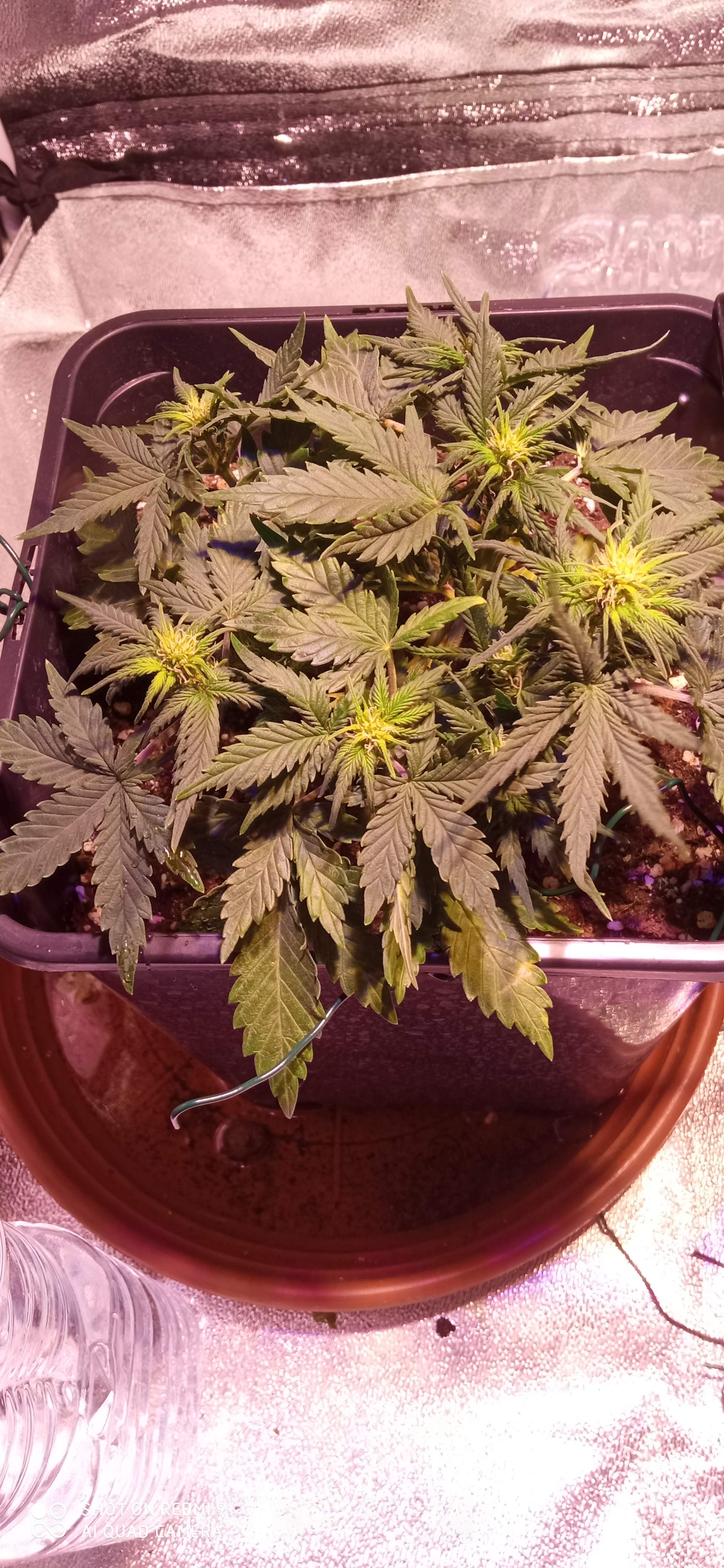 Fast Buds Strawberry Pie Auto grow diary (journal) week5 by Removed