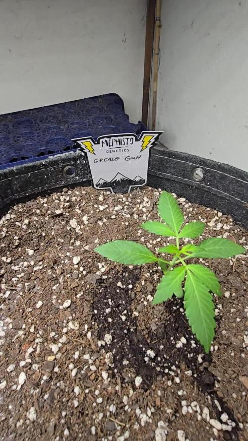 First Fast Buds