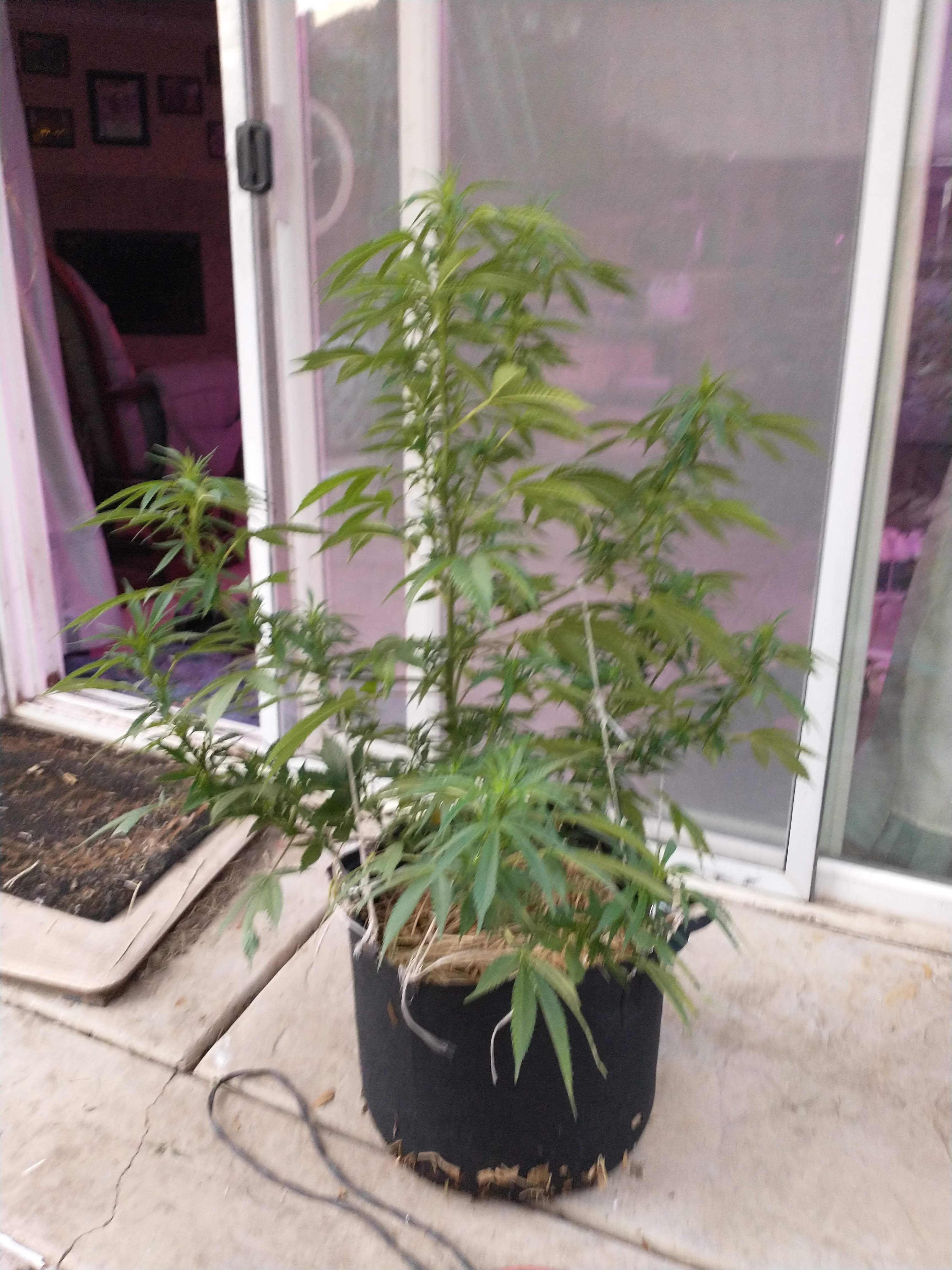 Barney's Farm Watermelon Zkittlez, Dark Heart Nursery Jilly Bean grow