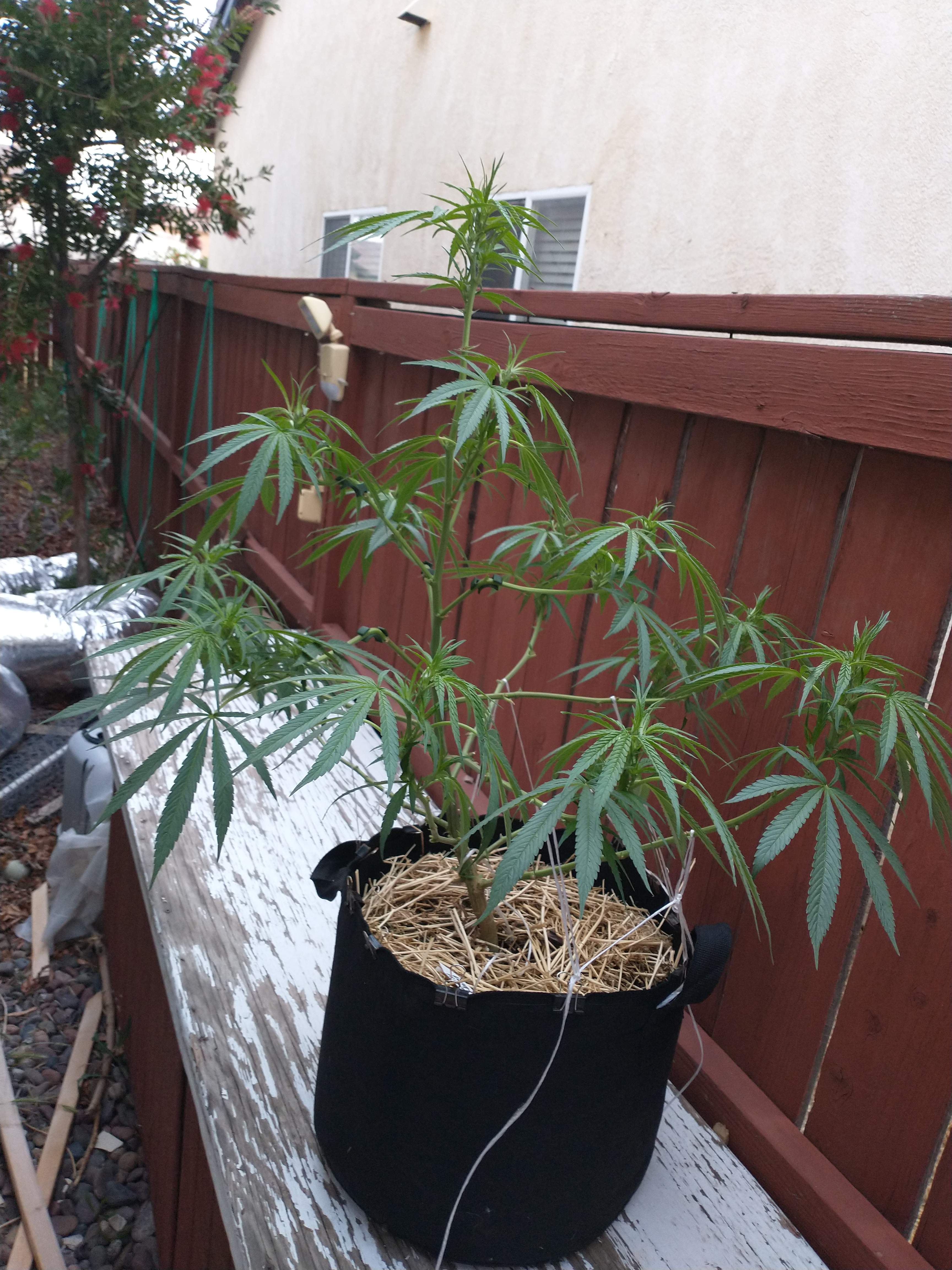 Barney's Farm Watermelon Zkittlez, Dark Heart Nursery Jilly Bean grow