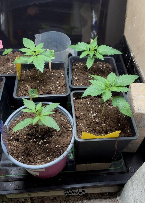 Winter #4. Week 2 - Dankberry 
Wham Boom
Double Dutch
Dutch Kush
