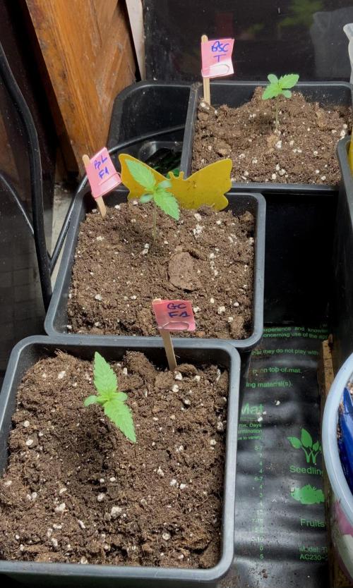 Winter #4. Week 2 - Gorilla Cookies FF
Purple Lemonade FF