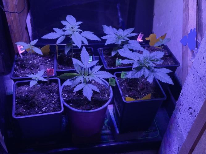 Winter #4. Week 3