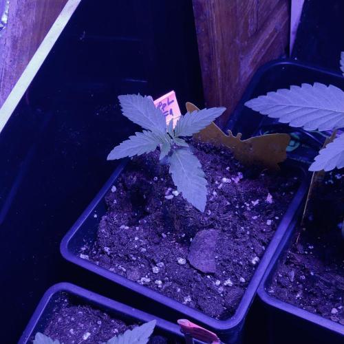 Winter #4. Week 3 - PL FF