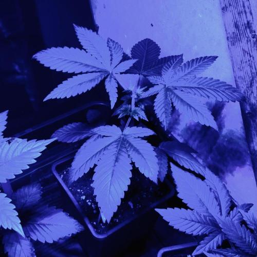 Winter #4. Week 4