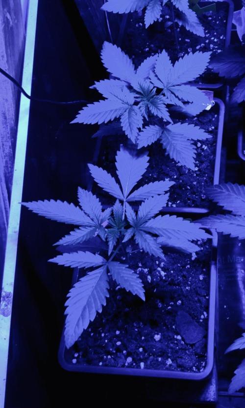 Winter #4. Week 4