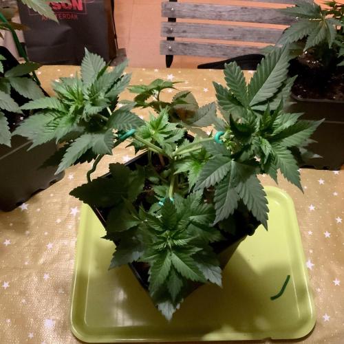 Winter #4. Week 6 - Wham Boom
