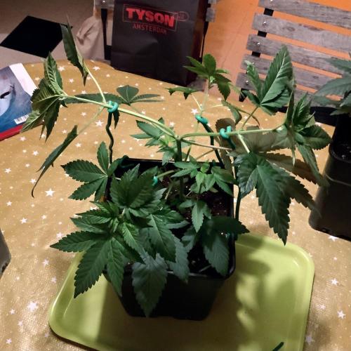 Winter #4. Week 6 - Dutch Kush