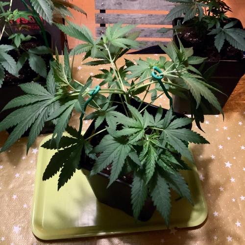 Winter #4. Week 6 - Double Dutch