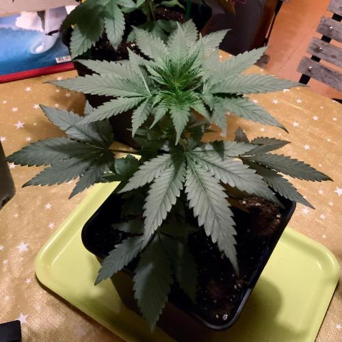 Winter #4. Week 6 - Dankberry 