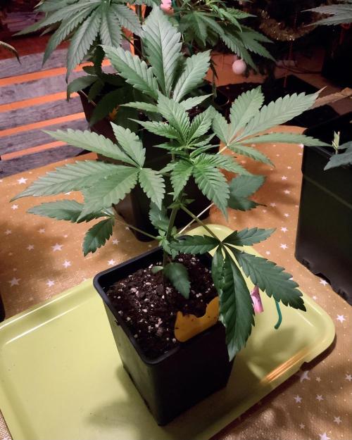 Winter #4. Week 6 - Gorilla Cookies FF