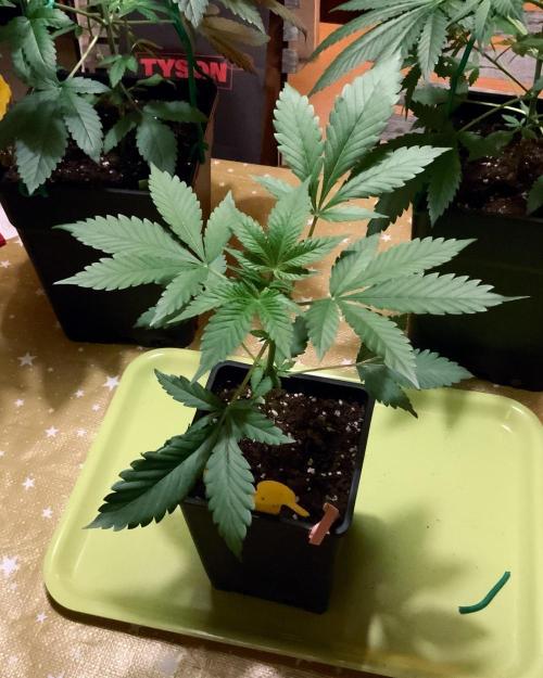 Winter #4. Week 6 - Purple Lemonade FF
