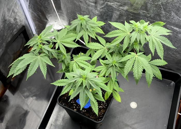 Winter #4. Week 10 - Gorilla Cookiies