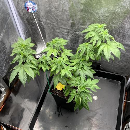 Winter #4. Week 10 - Wham Boom
