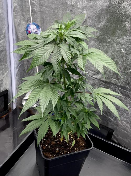 Winter #4. Week 10 - Dankberry