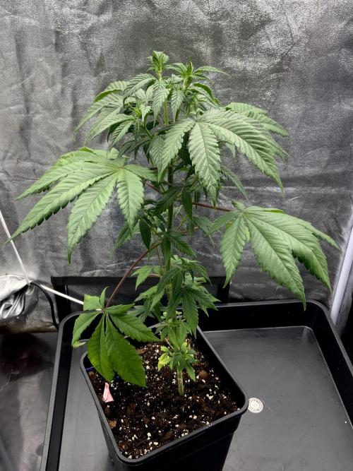 Winter #4. Week 10 - Pineapple Kush