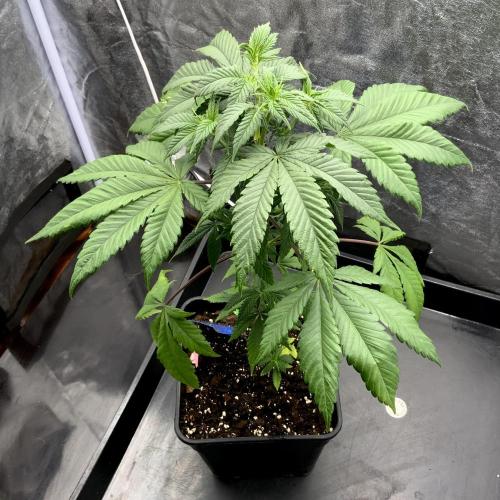 Winter #4. Week 10 - Pineapple Kush