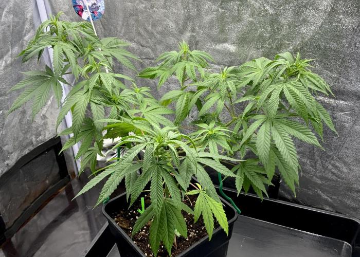 Winter #4. Week 10 - Double Dutch