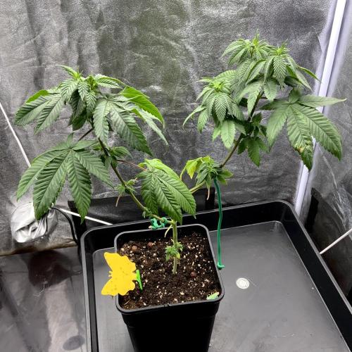 Winter #4. Week 10 - Dutch Kush