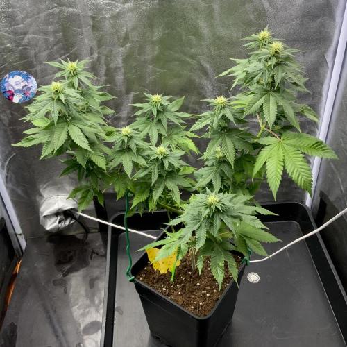 Winter #4. Week 13 - Wham Boom