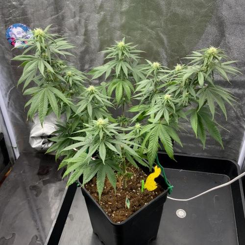 Winter #4. Week 13 - Double Dutch