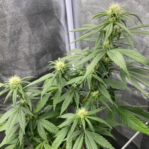 Winter #4. Week 13 - DD