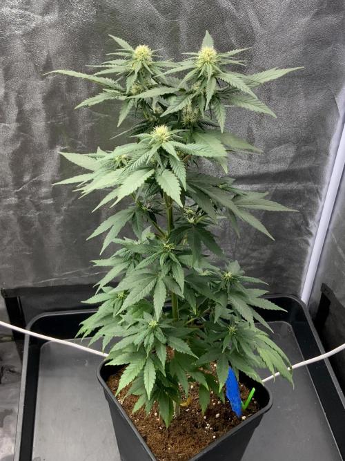 Winter #4. Week 13 - Pineapple Kush 
