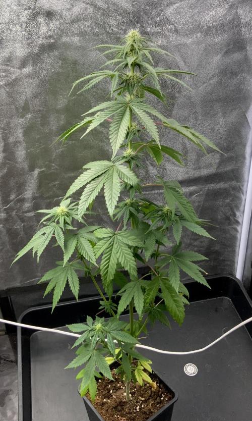 Winter #4. Week 13 - Purple Lemonade FF