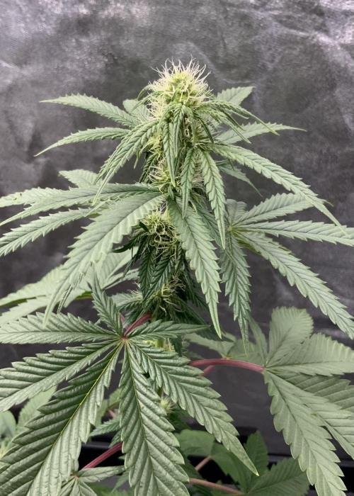 Winter #4. Week 13 - PL