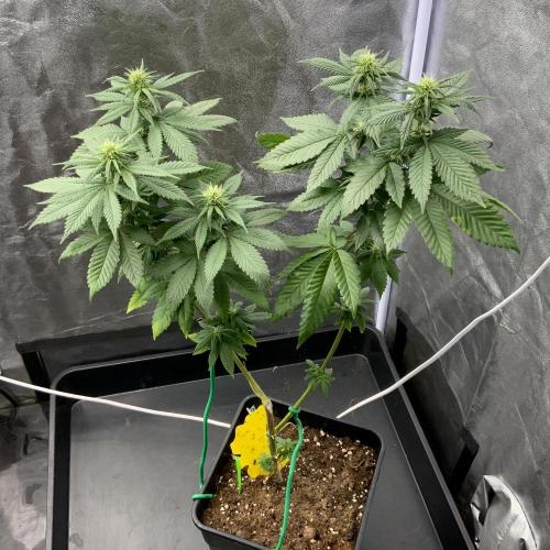 Winter #4. Week 13 - Dutch Kush 
Broken plant 