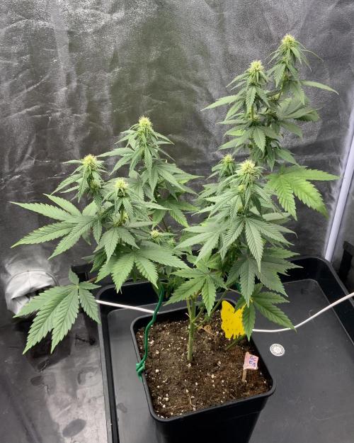 Winter #4. Week 13 - Gorilla Cookies FF