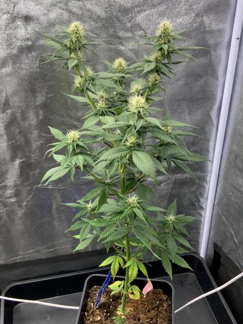 Winter #4. Week 13 - Dankberry 