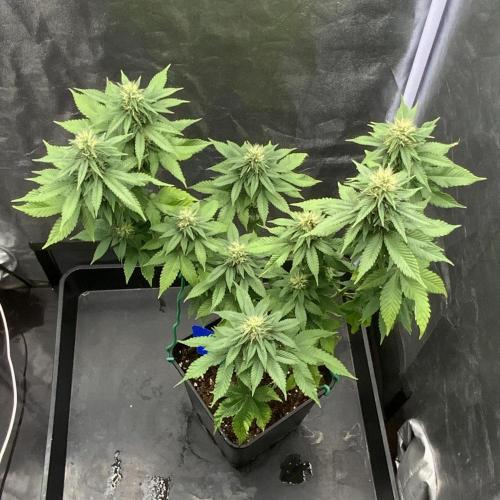Winter #4. Week 15 - Wham Boom