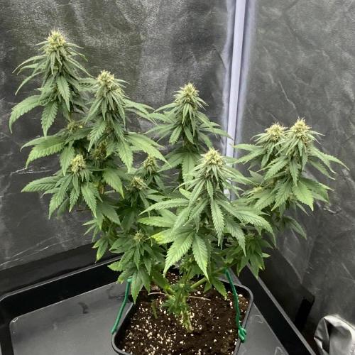 Winter #4. Week 15 - Gorilla Cookies FF