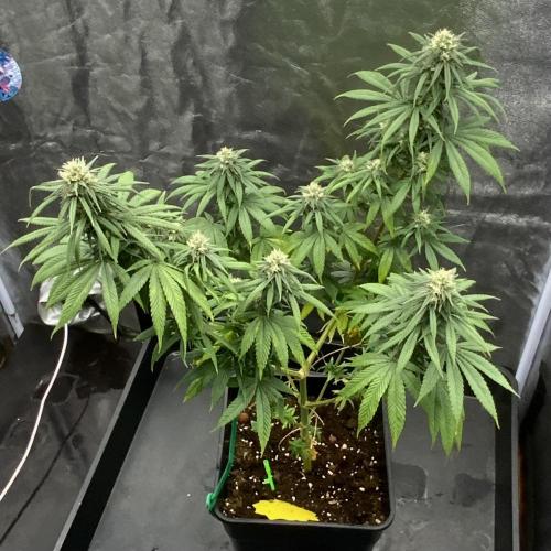 Winter #4. Week 15 - Dutch Kush