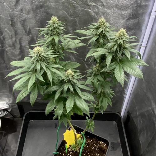Winter #4. Week 15 - Double Dutch