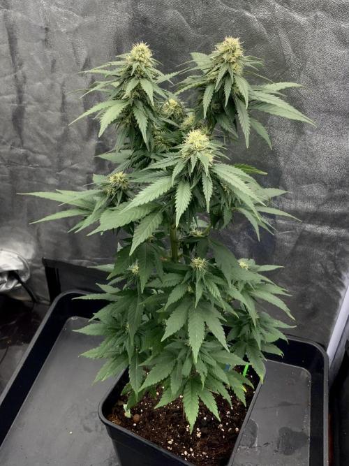 Winter #4. Week 15 - Dankberry 