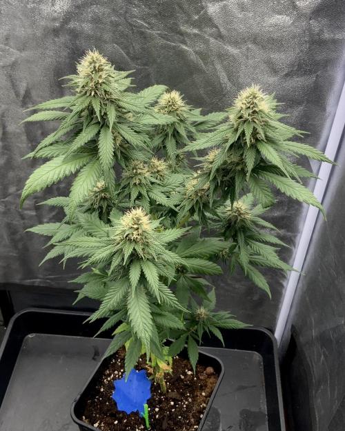 Winter #4. Week 15 - Pineapple Kush