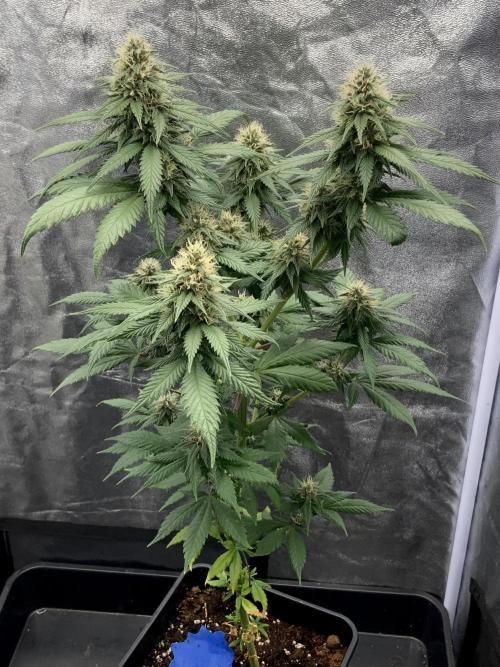 Winter #4. Week 15 - PK