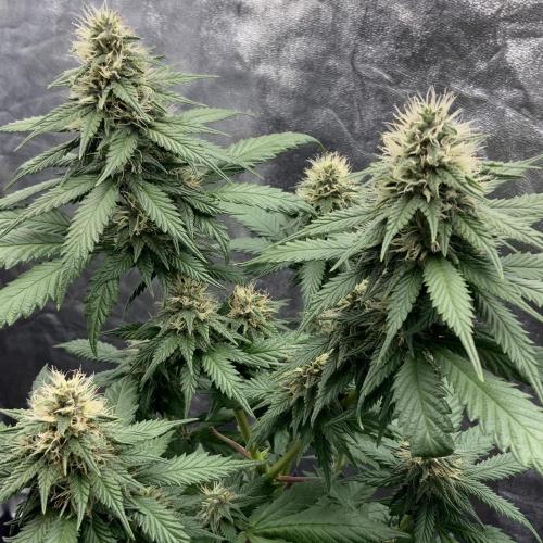 Winter #4. Week 15 - PK