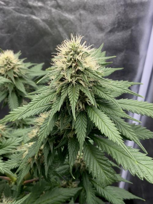 Winter #4. Week 15 - PK